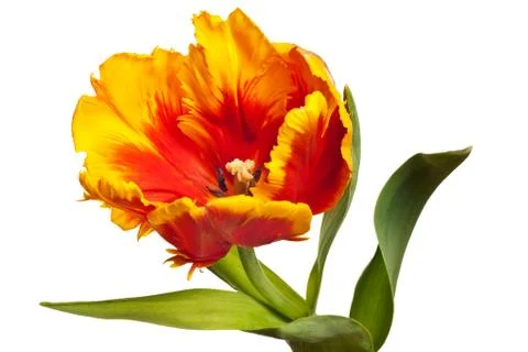 Spring Tulips Stock Photos