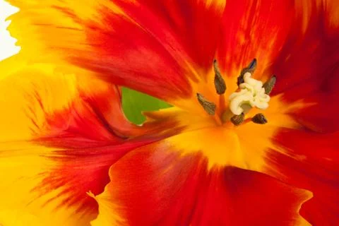 Spring Tulips Stock Photos