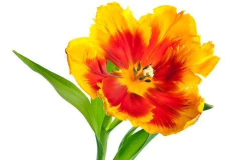 Spring Tulips Stock Photos