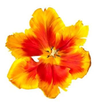 Spring Tulips Stock Photos