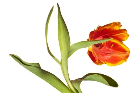 Spring Tulips Stock Photos