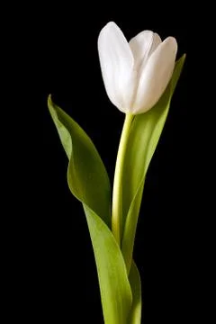 Spring Tulips Stock Photos