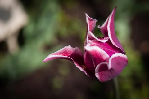 Spring tulips Stockfoto's