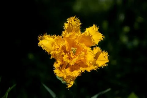 Spring tulips Stockfoto's