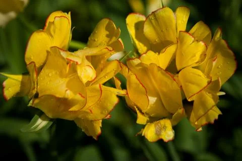 Spring tulips Stockfoto's
