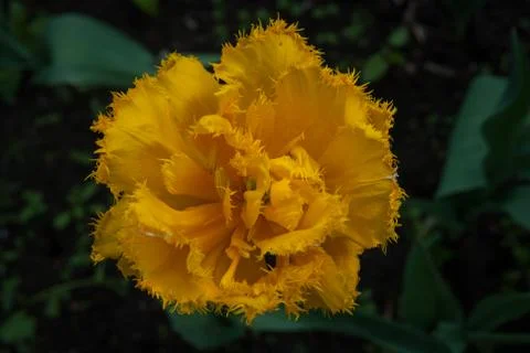 Spring tulips Stockfoto's