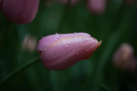 Spring tulips Stockfoto's
