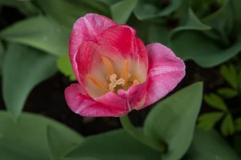 Spring tulips Stockfoto's