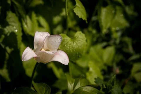 Spring tulips Stockfoto's