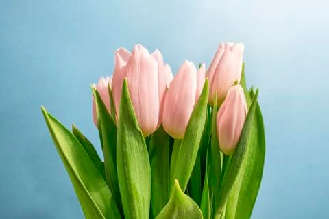 Spring Tulips Stock Photos