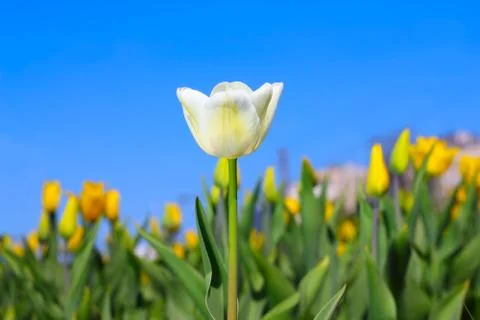 Spring tulips Stock Photos