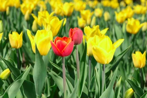 Spring tulips Stock Photos