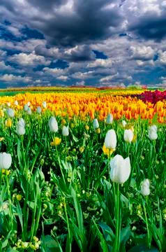 Spring Tulips Stock Photos