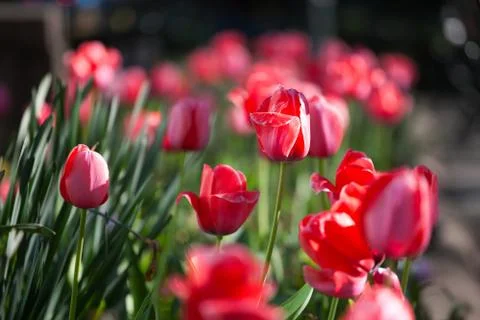 Spring tulips Stock Photos