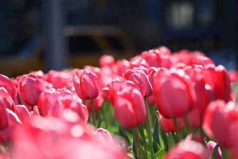 Spring tulips Stock Photos