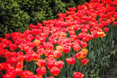 Spring tulips Stock Photos