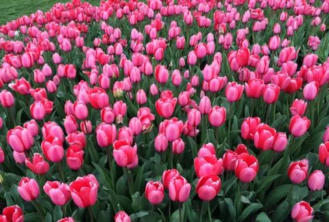 Spring Tulips Stock Photos