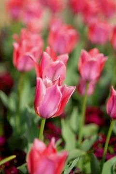 Spring Tulips Stock Photos