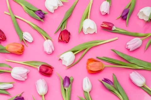 Spring tulips 스톡 사진