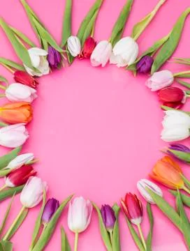 Spring tulips Фото