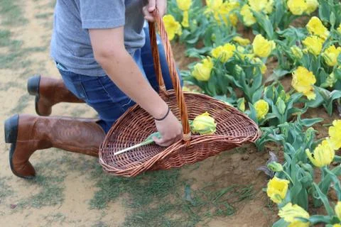 Spring Tulips 库存照片