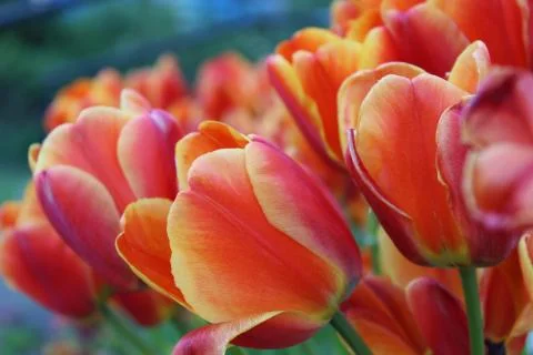 Spring Tulips Stock Photos