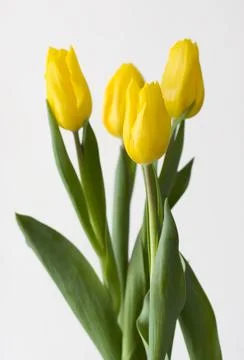 Spring Tulips Stock Photos
