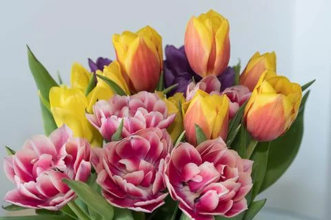 Spring tulips Stock Photos