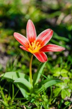 Spring tulips Stock Photos