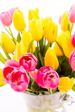 Spring tulips Stock Photos