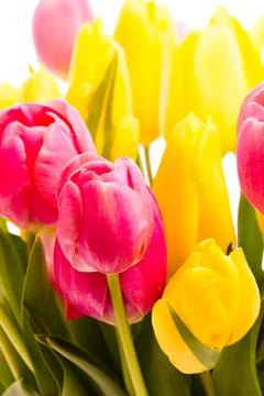 Spring tulips Stock Photos