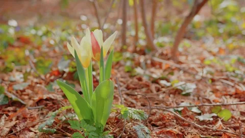 Spring Tulips at Planting Fields Arboretum, Oyster Bay, NY Stock Footage 318428632