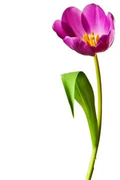 Spring Tulips in Purple Stock Photos