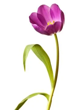 Spring Tulips in Purple Stock Photos