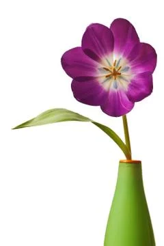 Spring Tulips in Purple Stock Photos