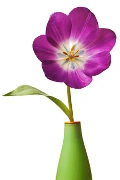 Spring Tulips in Purple Stock Photos