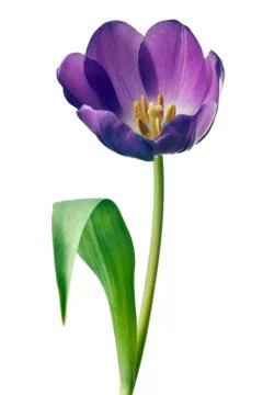 Spring Tulips in Purple Stock Photos