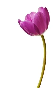 Spring Tulips in Purple Stock Photos
