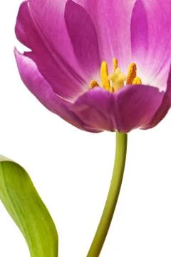 Spring Tulips in Purple Stock Photos