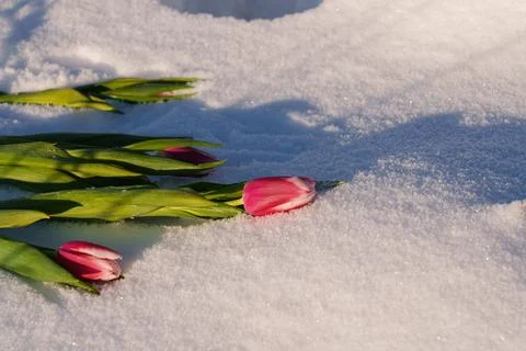 Spring tulips on the snow. Stock-Fotos