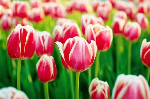 Spring tulips. Spring background with beautiful tulips field Stock Photos