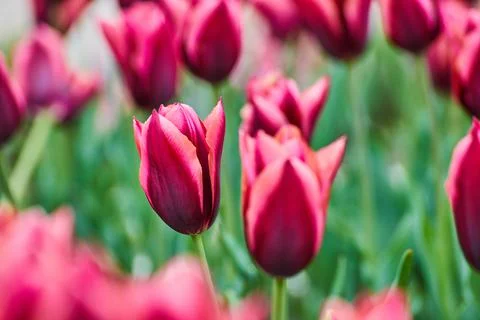 Spring tulips sprouting in field with purple and pink variety Stock-Fotos