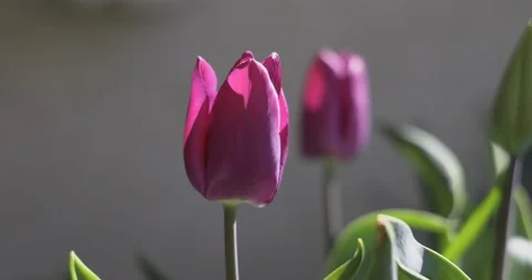 Spring tulips in the sun, close, 4K Stock Footage 184022200