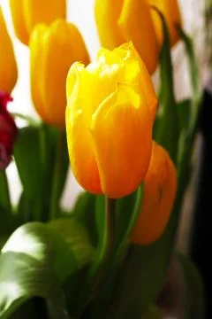 Spring tulips on the sun Foto stock