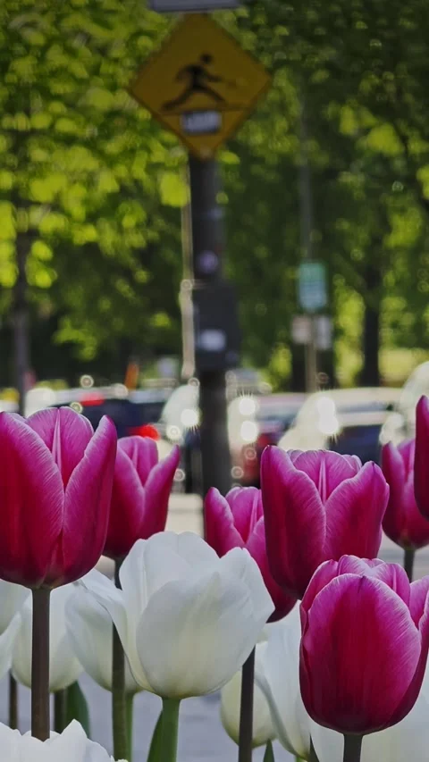 Spring Tulips Sway as People Pass Softly in the City Stockbeeldmateriaal 337016255