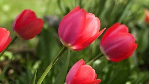 Spring tulips swing in the wind. Video stock 103999445