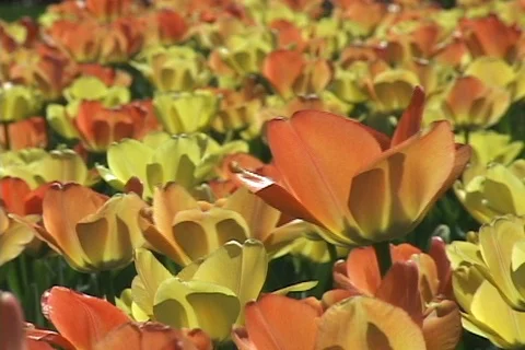 Spring Tulips texture in slight breeze Stock Footage 124929027