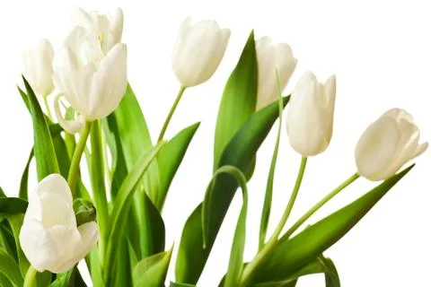 Spring Tulips in white Stock Photos