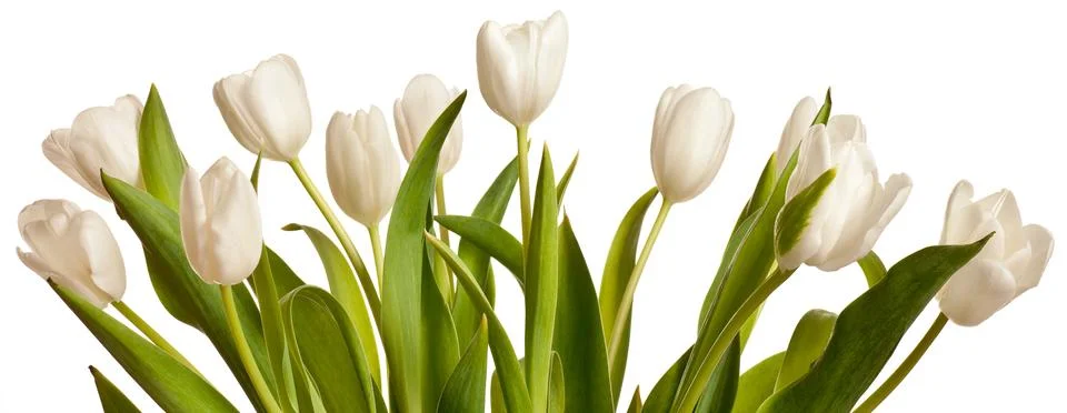 Spring Tulips in white Stock Photos