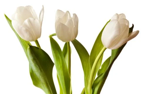 Spring Tulips in white Stock Photos
